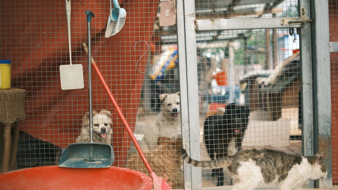 Protección animal.