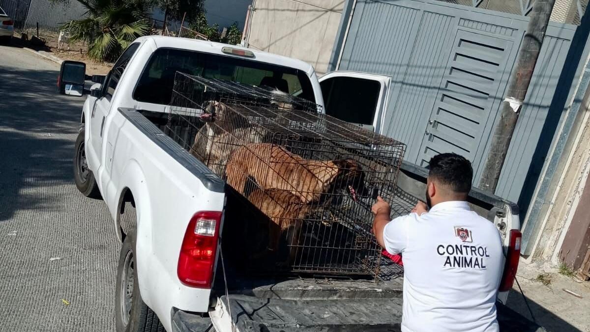 Perros rescatados.
