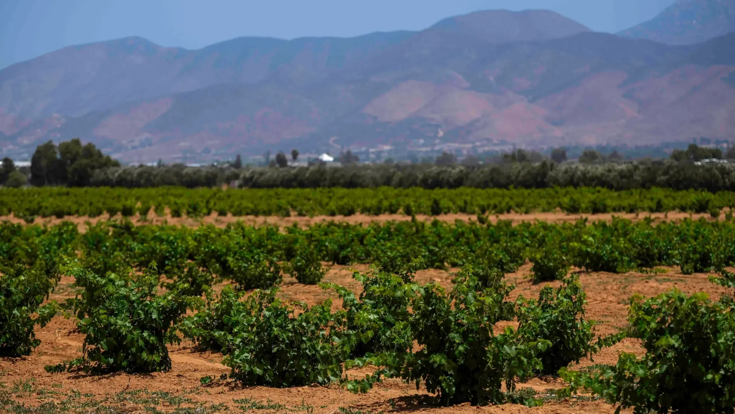 Valle de Guadalupe