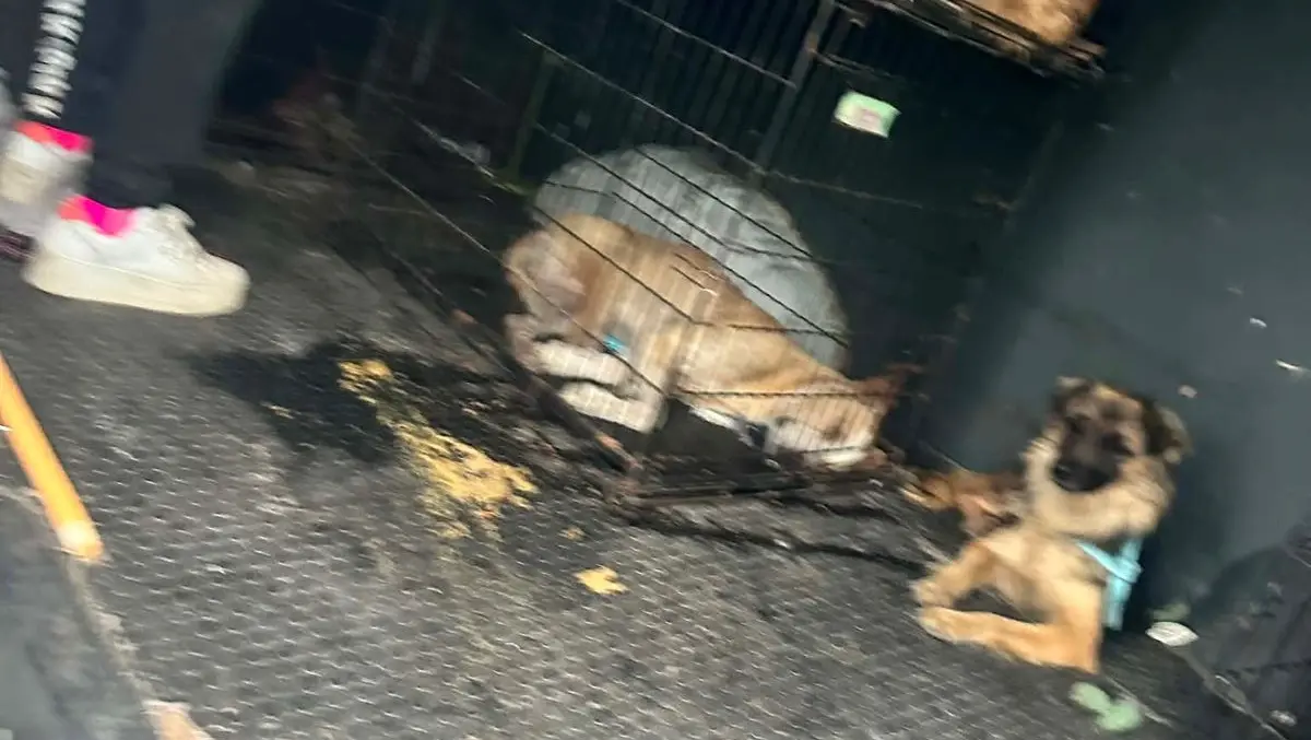 Rescatan mascotas lesionadas